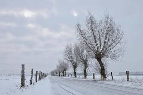 Pollarded trees (Salix sp.) along a small icy road on Bislicher Insel in snow and black ice,