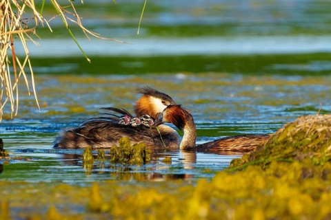Great Crested Grebe, (Podiceps Scalloped ribbonfish), with chicks, wildlife, Germany, Europe