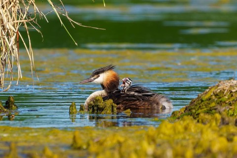 Great Crested Grebe with chicks on its back swimming near a reed bank, Great Crested Grebe,