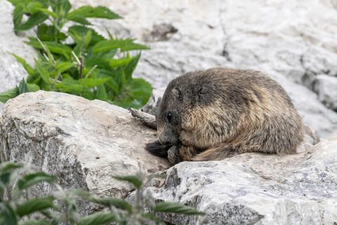 Marmot (Marmota marmota), Monte Baldo, Italy, Europe