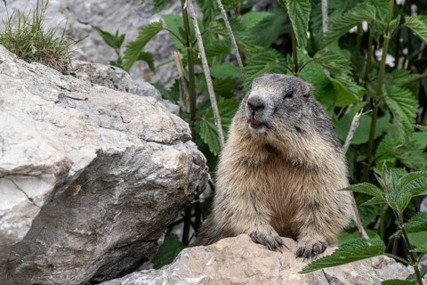 Marmot (Marmota marmota), Monte Baldo, Italy, Europe