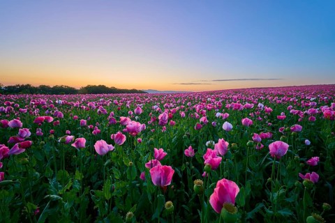 Opium poppy (Papaver somniferum), in the light of sunrise under a clear sky, summer, Germerode, Geo