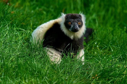 Black-and-white ruffed lemur (Varecia variegata), looking attentively amidst grass, France, Europe