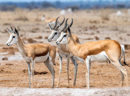 Springbok (Antidorcas marsupialis), three springboks at a waterhole, Nxai Pan National Park,