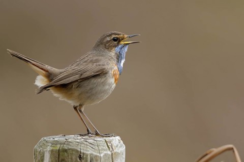 Gifted singer... Bluethroat (Luscinia svecica), rare native, particularly beautiful songbird,