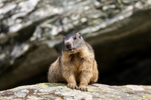 Alpine marmot (Marmota marmota) youngster in autumn, Grossglockner, High Tauern National Park,