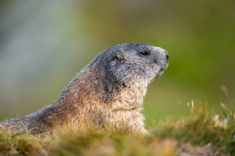 Alpine marmot (Marmota marmota) in autumn, Grossglockner, High Tauern National Park, Austria,