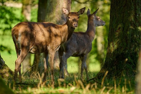 Red deer (Cervus elaphus), two hinds standing in the shade of large trees in a quiet forest,
