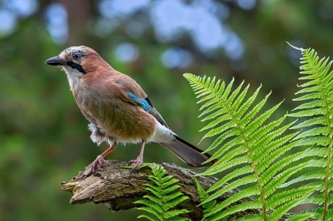 Eurasian jay, European jay (Garrulus glandarius, Corvus glandarius) perched on tree branch with