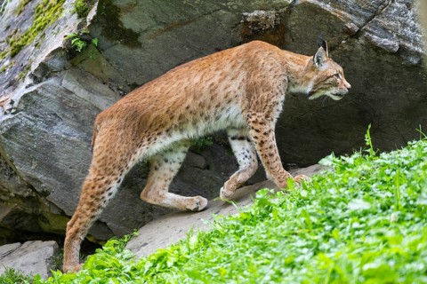 Eurasian lynx (Lynx lynx) under a huge rock, Austria, Europe