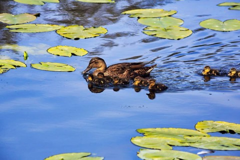 Mallard duck with chicks, swimming on a pond, lily pads, Dune Island, Heligoland,
