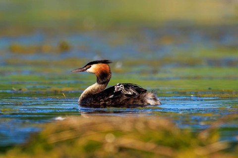A great crested grebe in relaxed surroundings on a green lake, Great crested grebe, (Podiceps