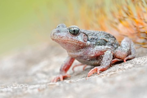 Predominantly nocturnal... Northern midwife toad (Alytes obstetricans) perfectly camouflaged,