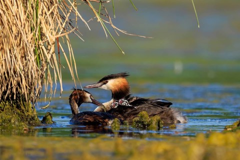 A great crested grebe lovingly cares for another bird at the water's edge in the reeds, Great
