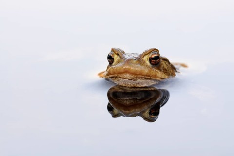 Patient toad... Common toad (Bufo bufo), male common toad patiently waiting for a female during the