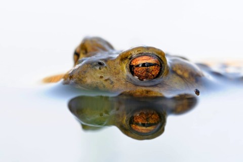 Toad eyes... Common toad (Bufo bufo), male toad waiting in spawning waters for a female ready to