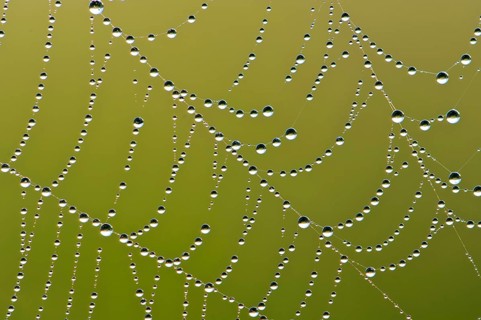 Spider web with dew drops, morning dew