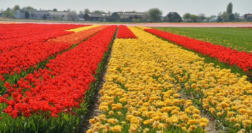 Colourful tulip fields are a tourist attraction in the Netherlands during the tulip blossom season,
