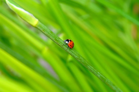 Ladybirds on daylily leaves in the garden