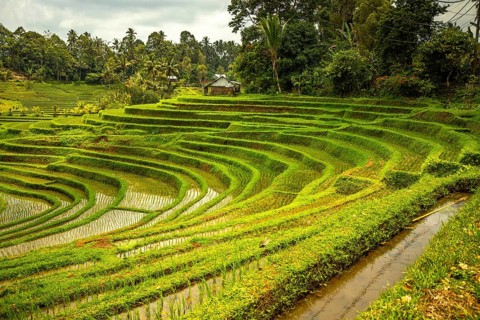 View of the rice terrace in Blimbing and Pupuan. Beautiful hilly fields in the tropical forest of