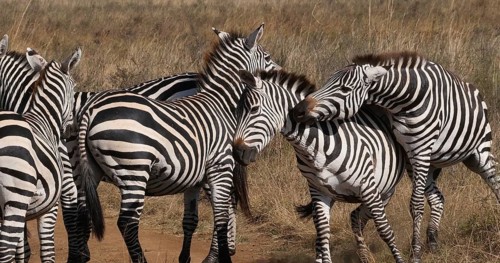 Grant's Zebra (equus burchelli) boehmi, fight, Herd at Nairobi Park in Kenya