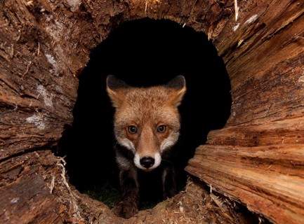 Red fox (Vulpes vulpes) peering into hollow tree trunk