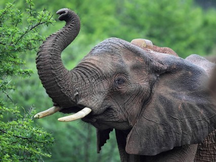 Close-up of an African elephant (Loxodonta africana) in Amakhala Game Reserve, Eastern Cape, South