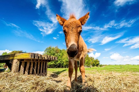 Cute mule standing in a farm yard with hay in the summer under a blue sky