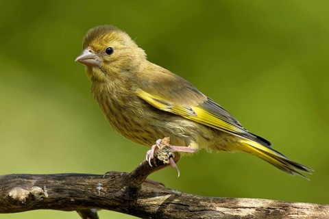 Juvenile greenfinch