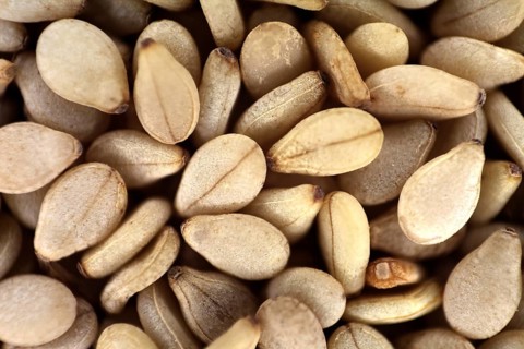 A macro photo of sesame seeds