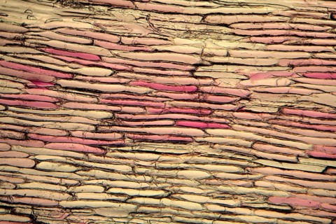 Onion cells under the microscope