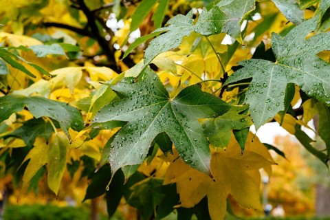 Background of multicolored leaves in morning light. Colorful autumn leaves background