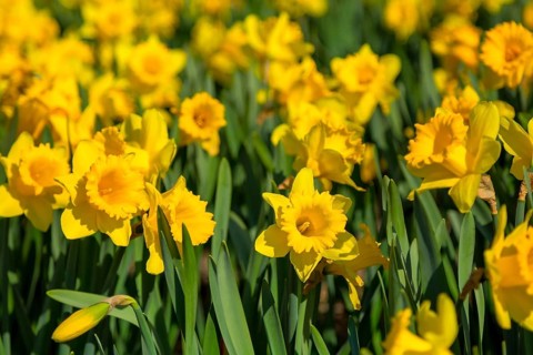 Yellow daffodil flowers blooming in spring close-up