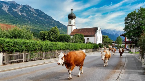 Cows on their way home to the barn