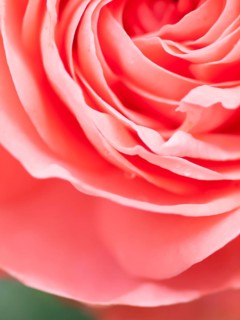 Abstract macro shot of beautiful pink rose flower. Floral background with soft selective focus,