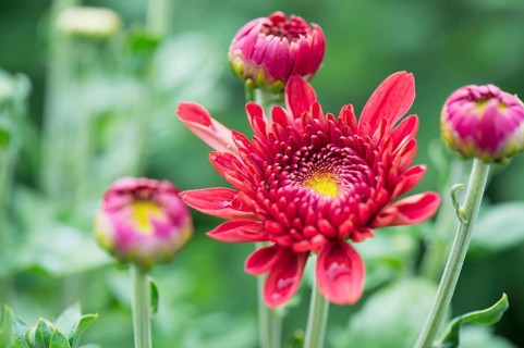 Chrysanths in flower bed in garden