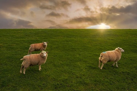 Sheep on the dyke Friesland
