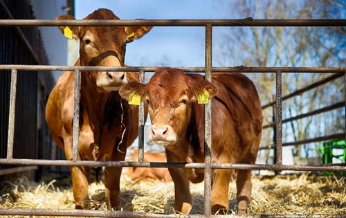 Cow with her calf in a barn in Schleswig Holstein, 2019