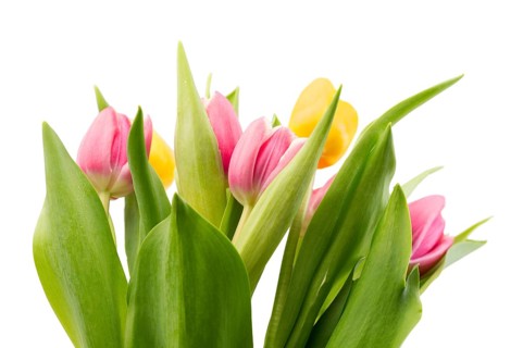 Bouquet of fresh tulips. Isolate on white background