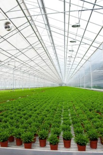 Interior of a greenhouse with many Bamboo plants