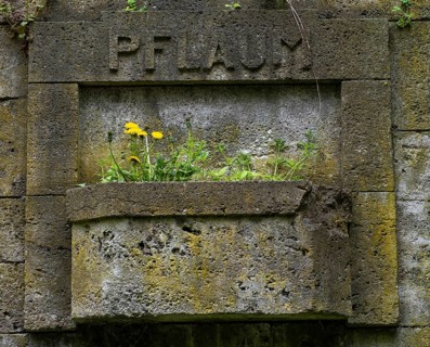 Germany, Berlin, 09.04.2024, Weißensee Jewish Cemetery, tree trunk, Pflaum gravesite, dandelion,