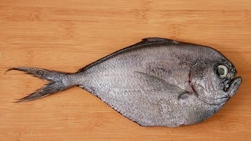 A silver atlantic pomfret or brama brama fish displayed on a wooden surface, highlighting its