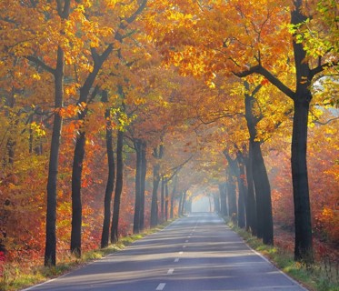 Avenue in autumn, avenue in fall 26