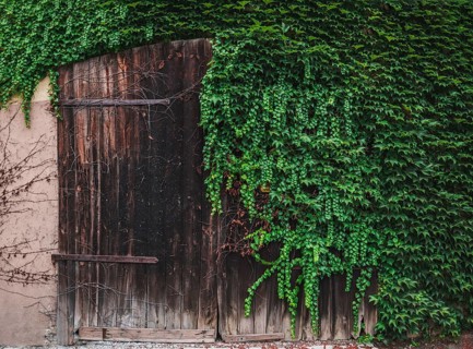 Rustic image with a vintage wooden door half covered with green ivy