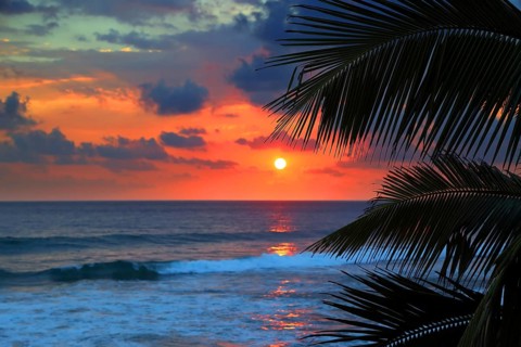Beautiful sea sunset and palm leaves on foreground