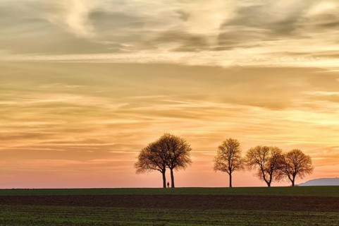 Trees at sunset with walker, Pfalz, Germany, Europe