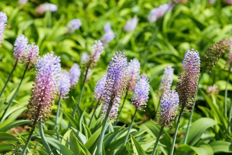 Blauer Ingwer, Dichorisandra thyrsiflora. Brasilien, Madeira, Funchal, Blue ginger, Flower of the