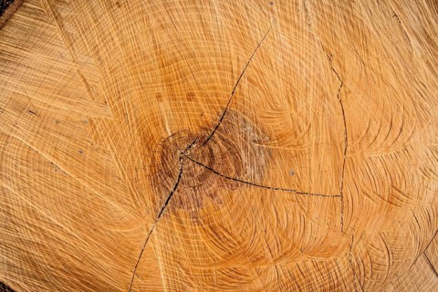 Annual rings on a tree trunk. Symbolic photo for age. Austria