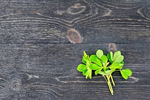 Bunch of fresh green fenugreek with white flowers on a black wooden board background