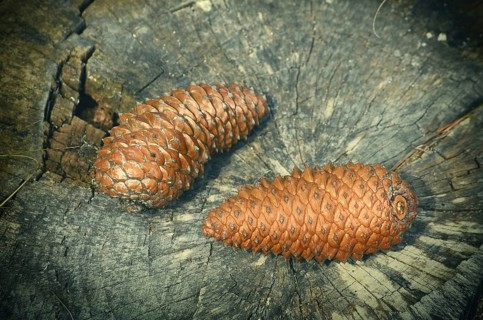 Two pine cones on the stump Varna, Bulgaria, Europe